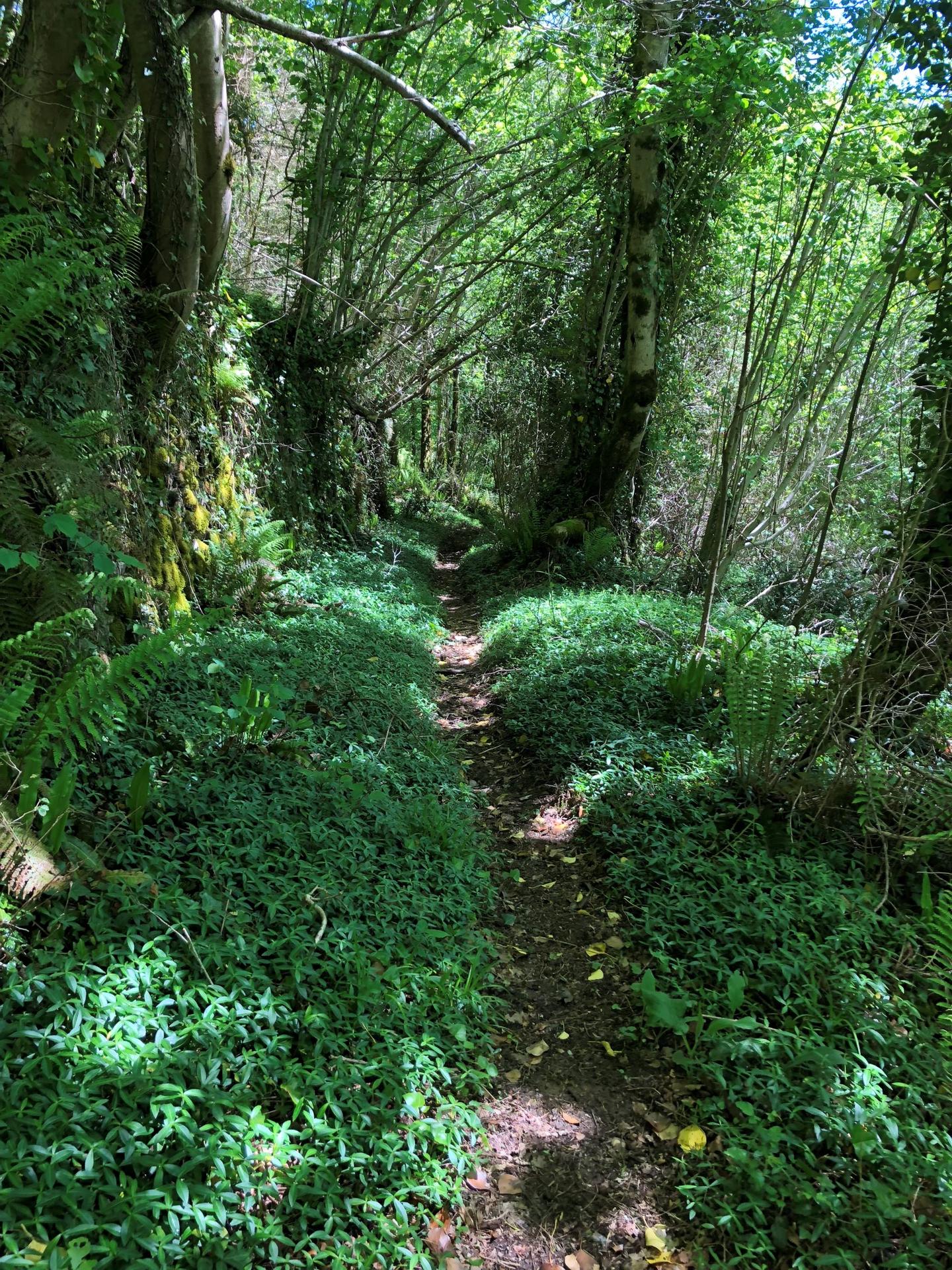 Bala de enchantée.