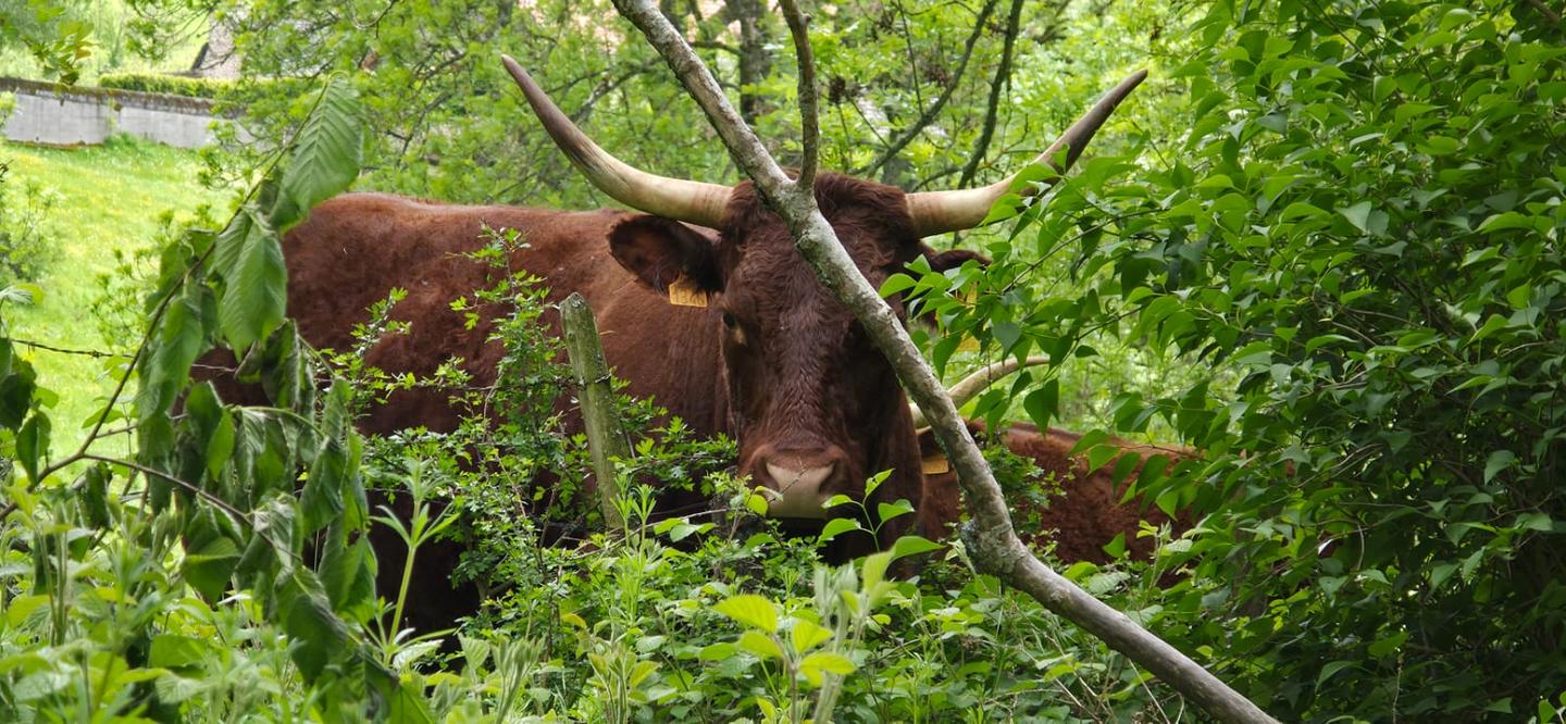 Balades au coeur des monts du Cantal