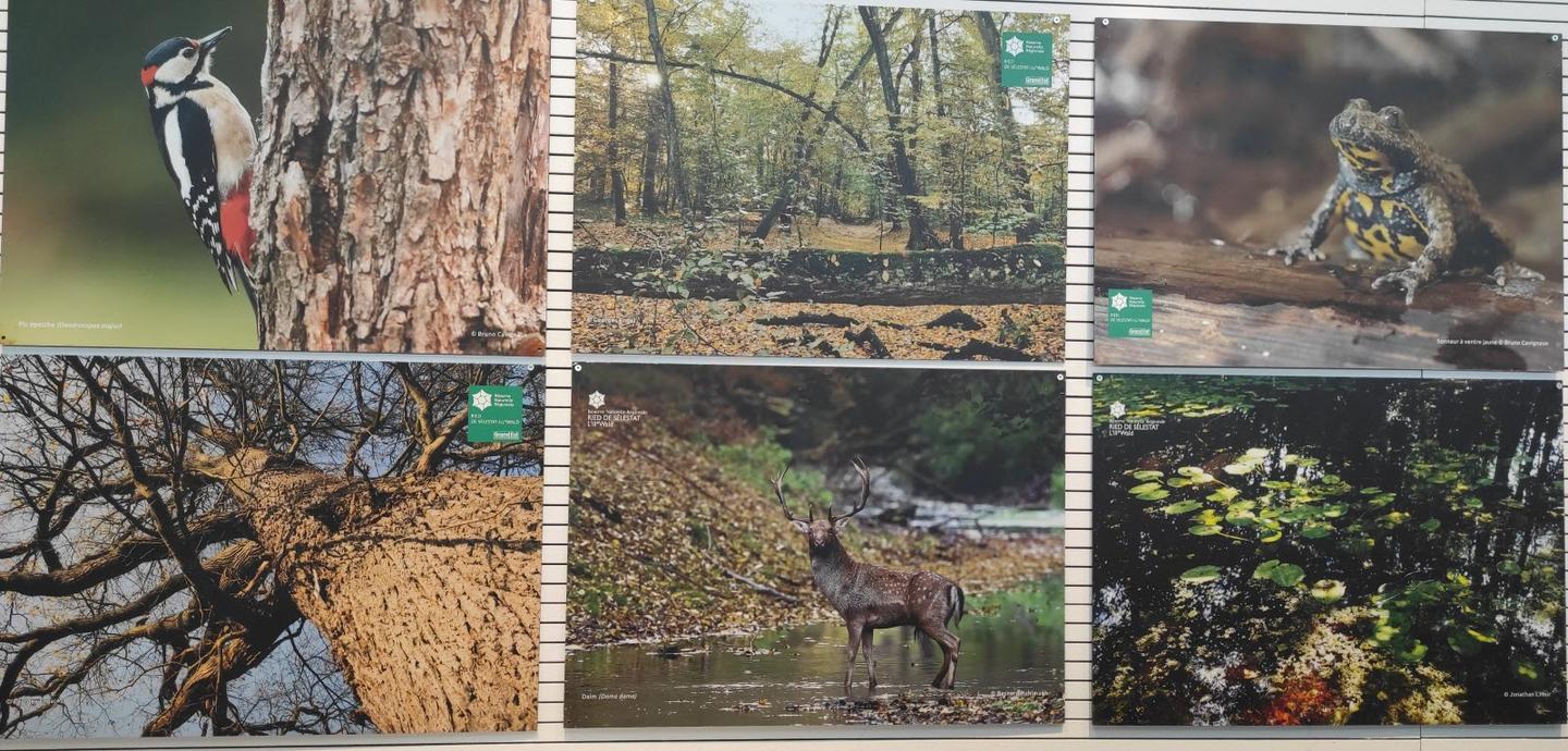 Une balde dans l'Ill*Wald - immersion sauvage en Alsace