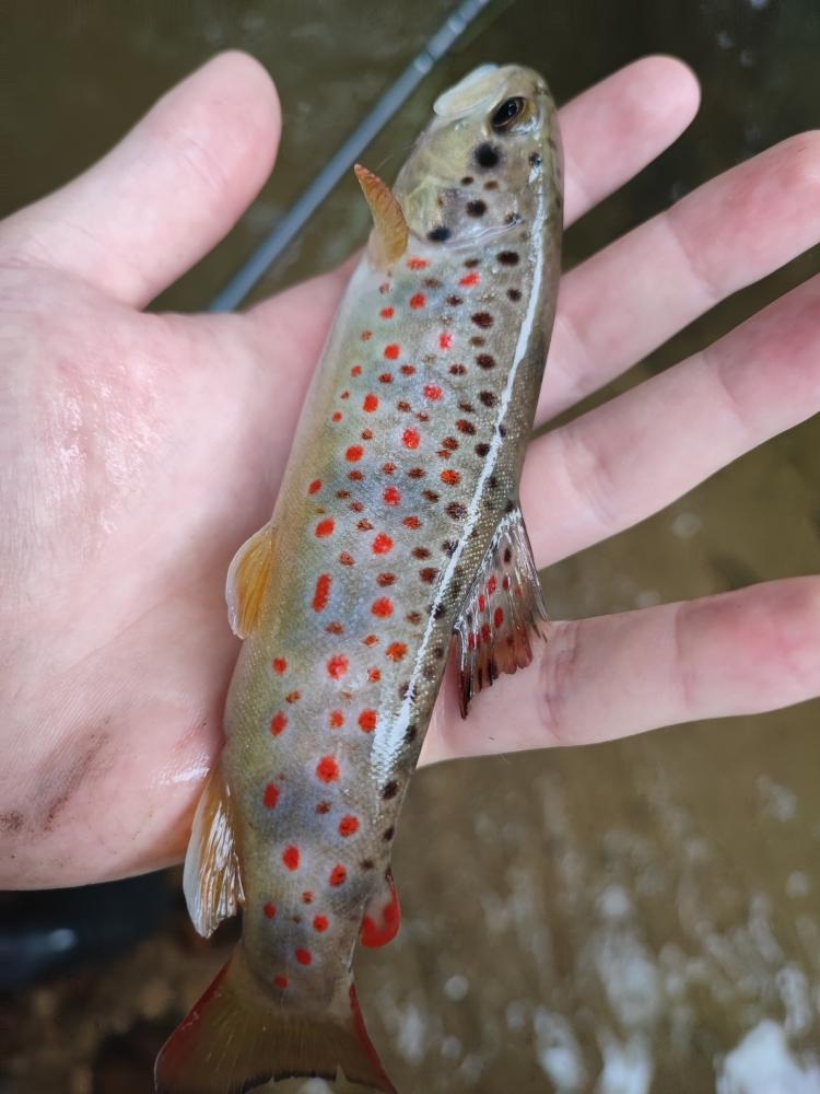 parcours pêche et marche en rivière