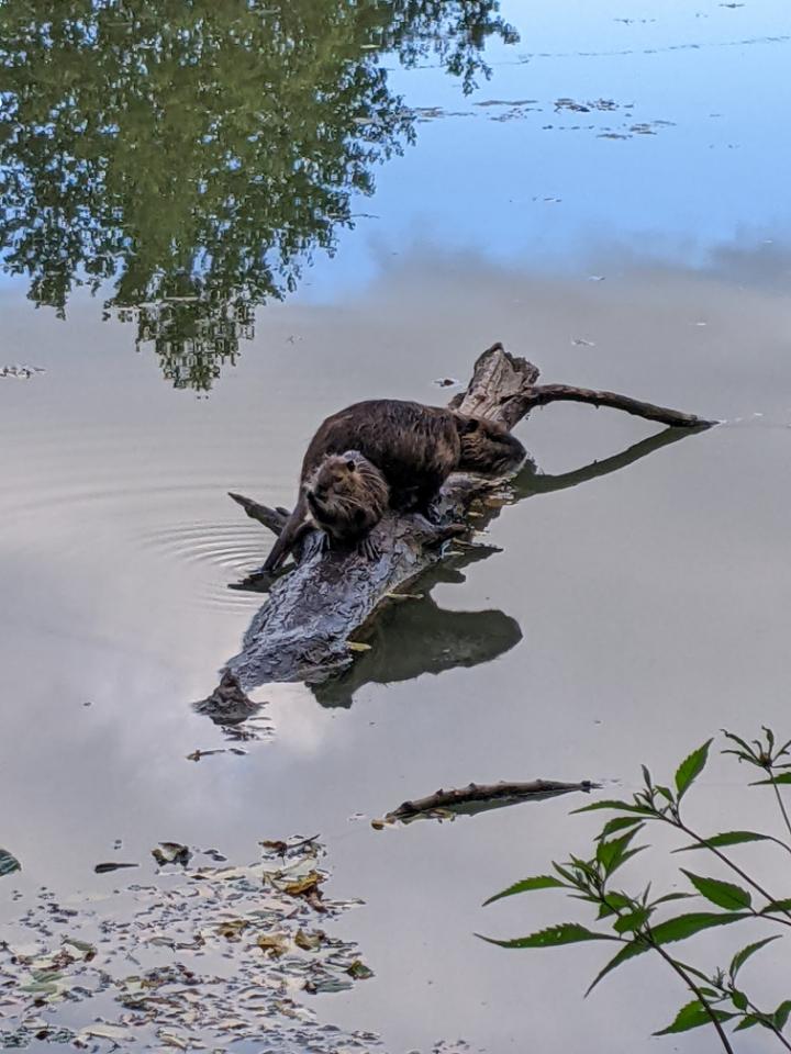 Escapade nature au bord du Lac de Laromet 🦢