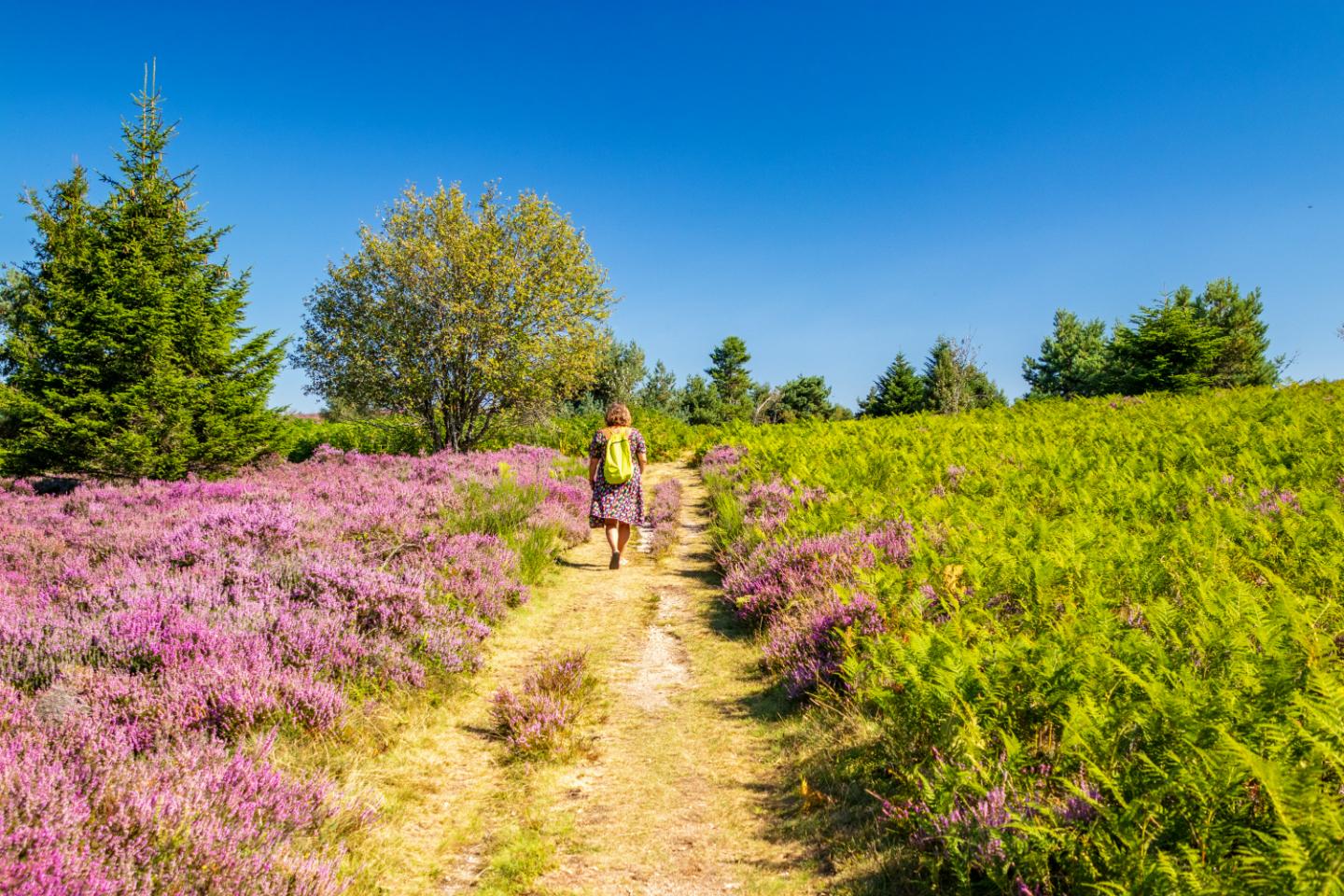 Randonnées depuis le gite vers les vignes, la campagne ou la Loire