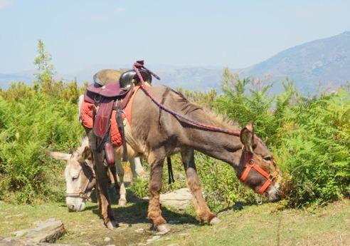 Rando'ânes, au cœur du parc régional de Corse.