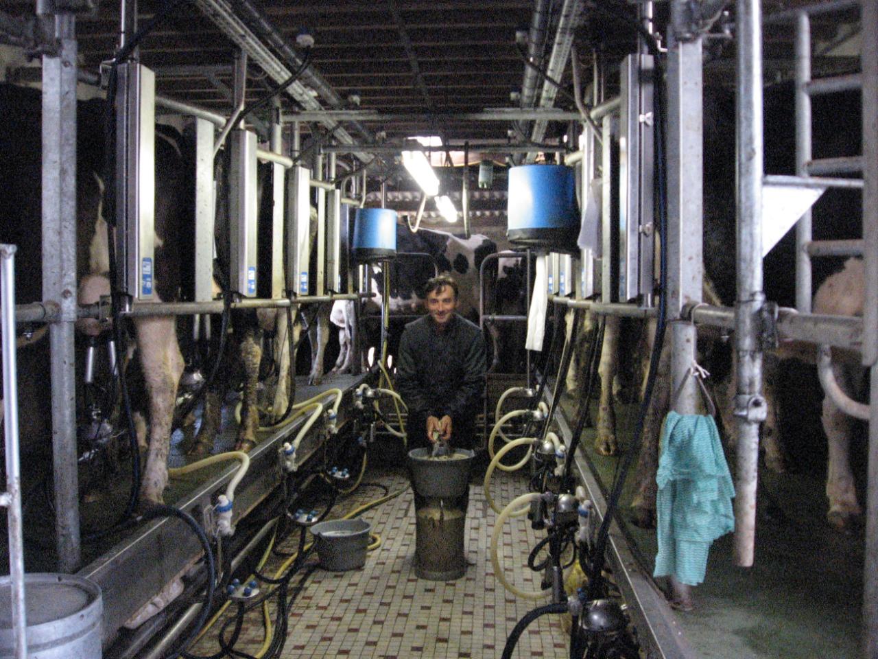 VENEZ ASSISTER (voire FAIRE) LA TRAITE DES VACHES