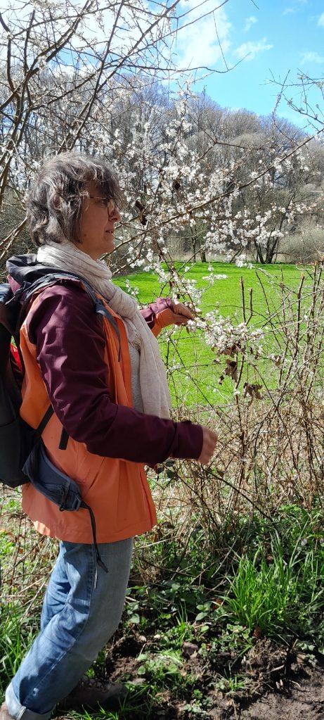 Au jardin ou au cours d'une sortie, allons à la rencontre des plantes sauvages comestibles