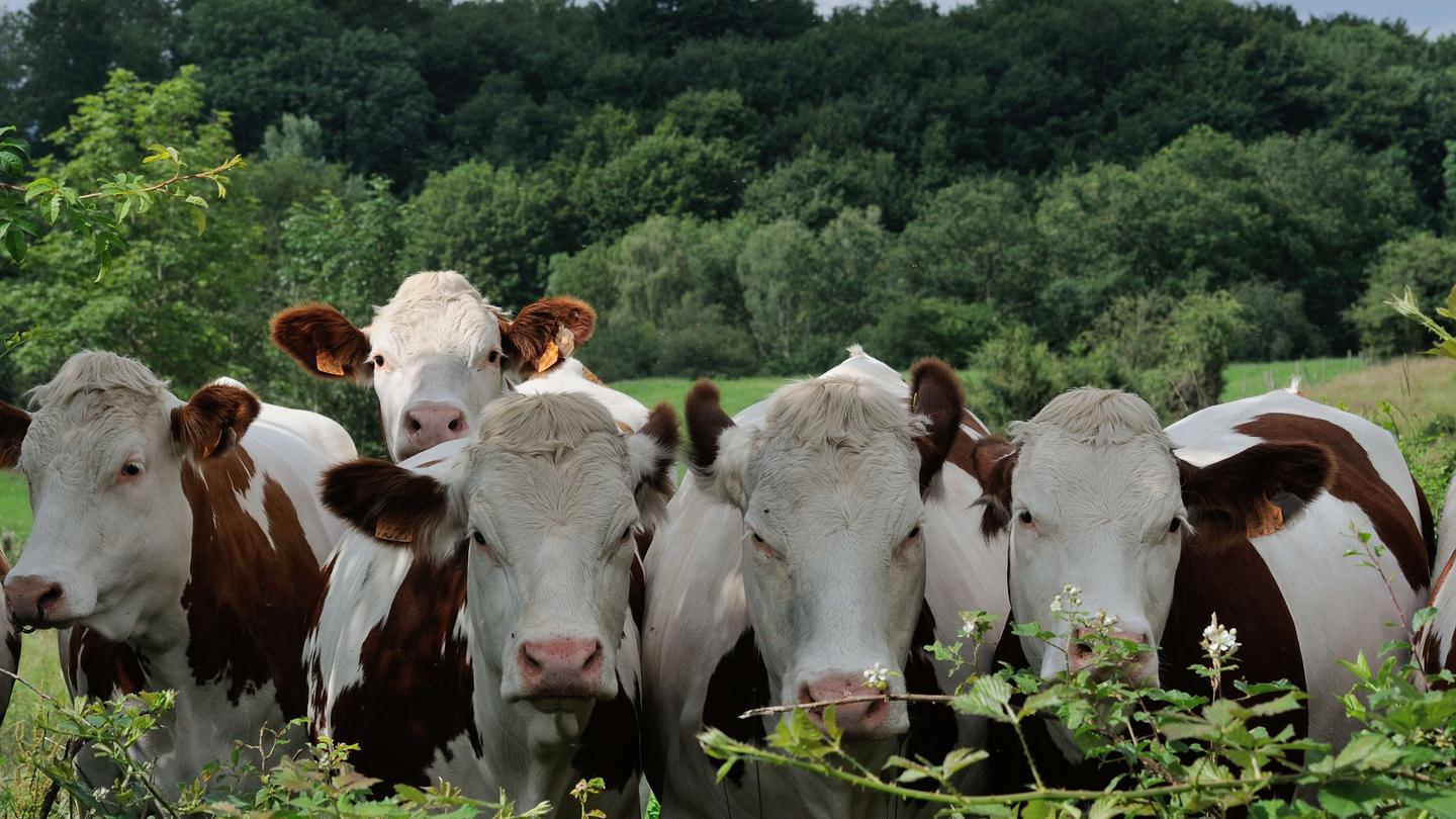 Visite et traite des vaches