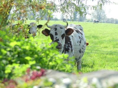 Balades à travers les chemins sur place