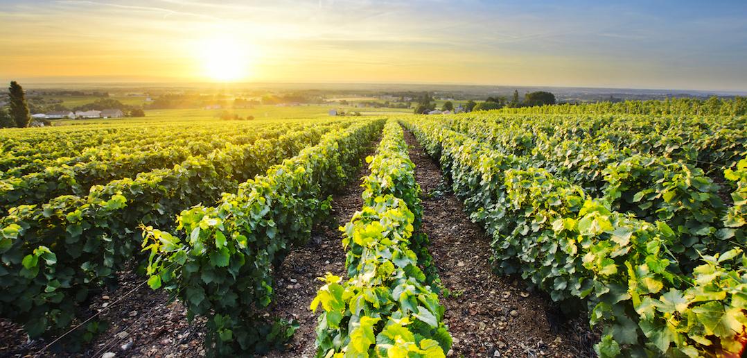 Visite de caves et dégustation de vin