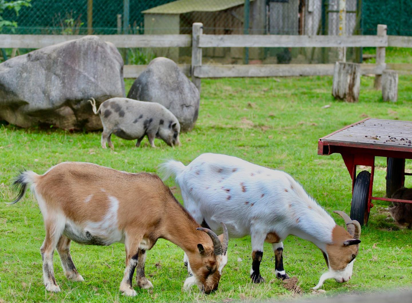 Les animaux du domaine : Chèvres naines, cochons nains, poules...