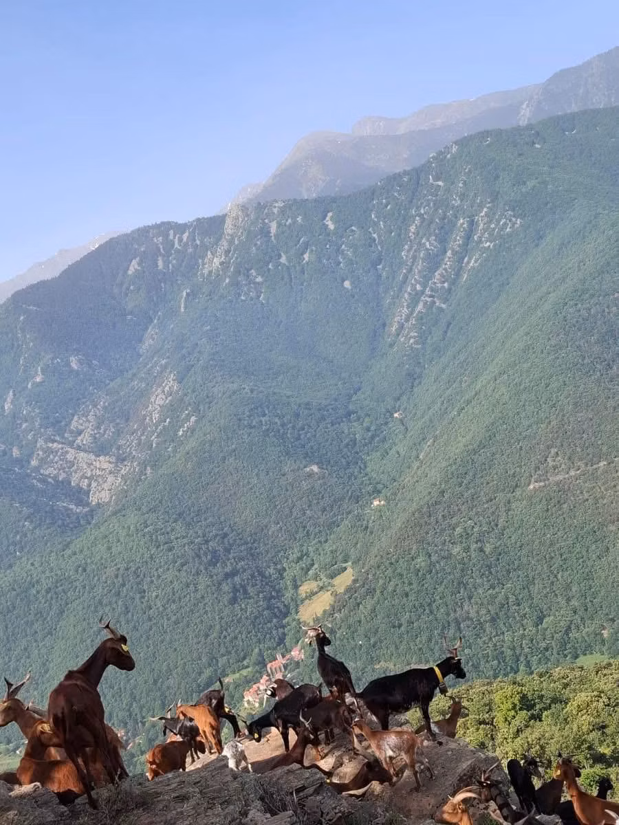 Chèvrerie accessible dans la Ferme familiale perchée à 680 m d’altitude, face au majestueux Mont Canigou