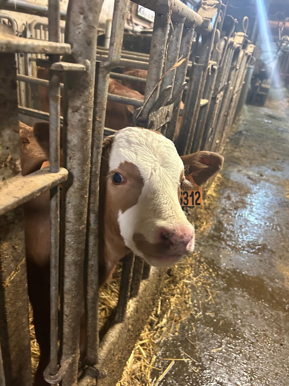 Visite de la ferme de la correrie