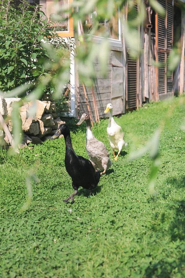 GreenGo - Vacances à la ferme