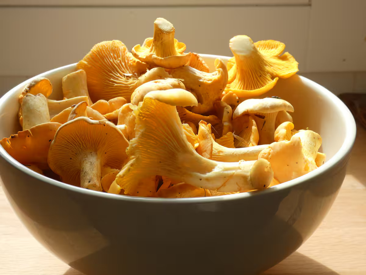 GreenGo Les girolles