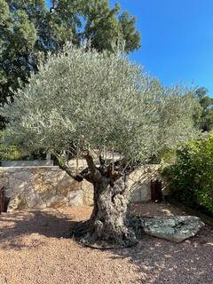 GreenGo Villa Machja