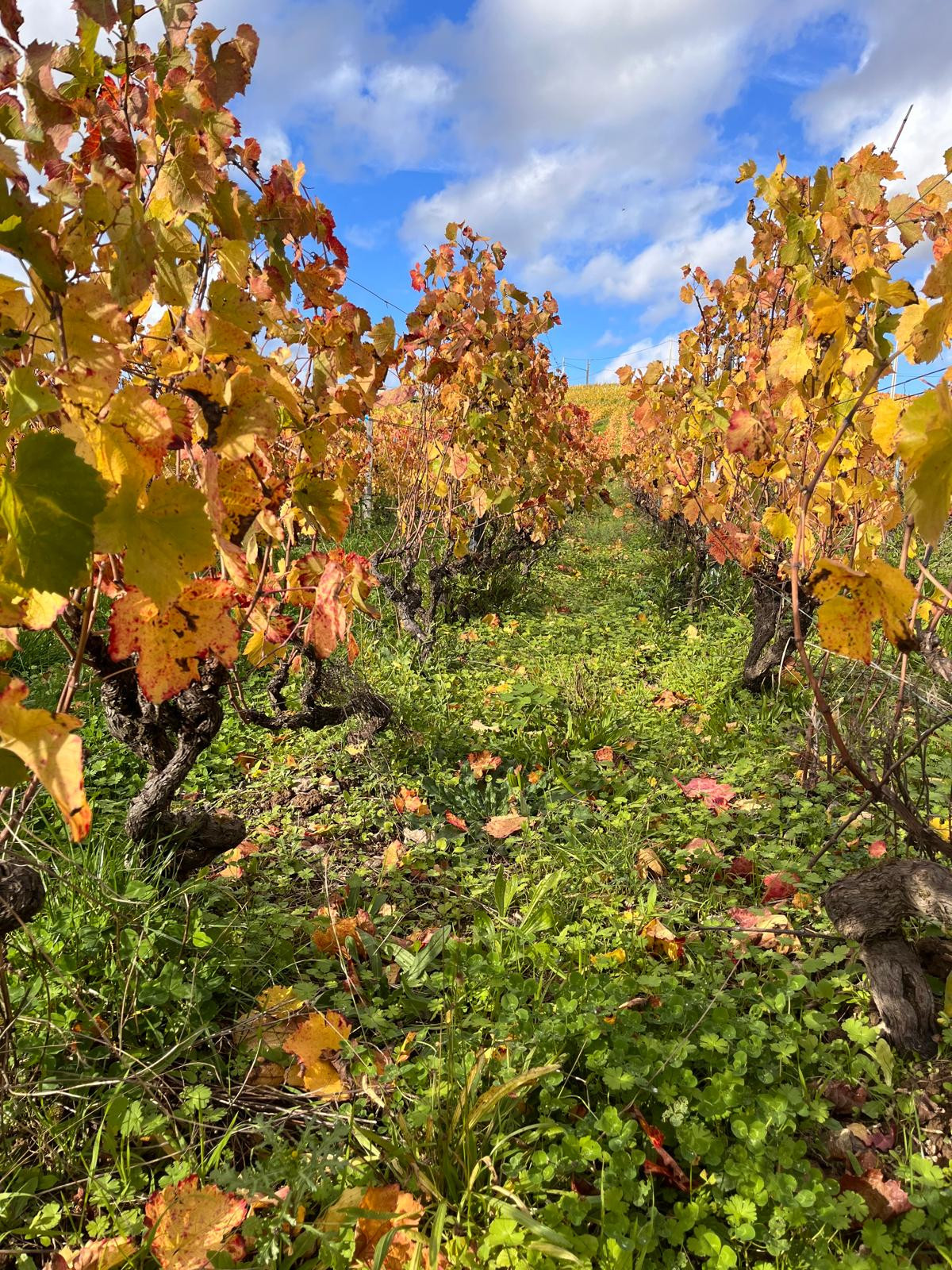 Hôte GreenGo: Gîte rural au coeur des vignes