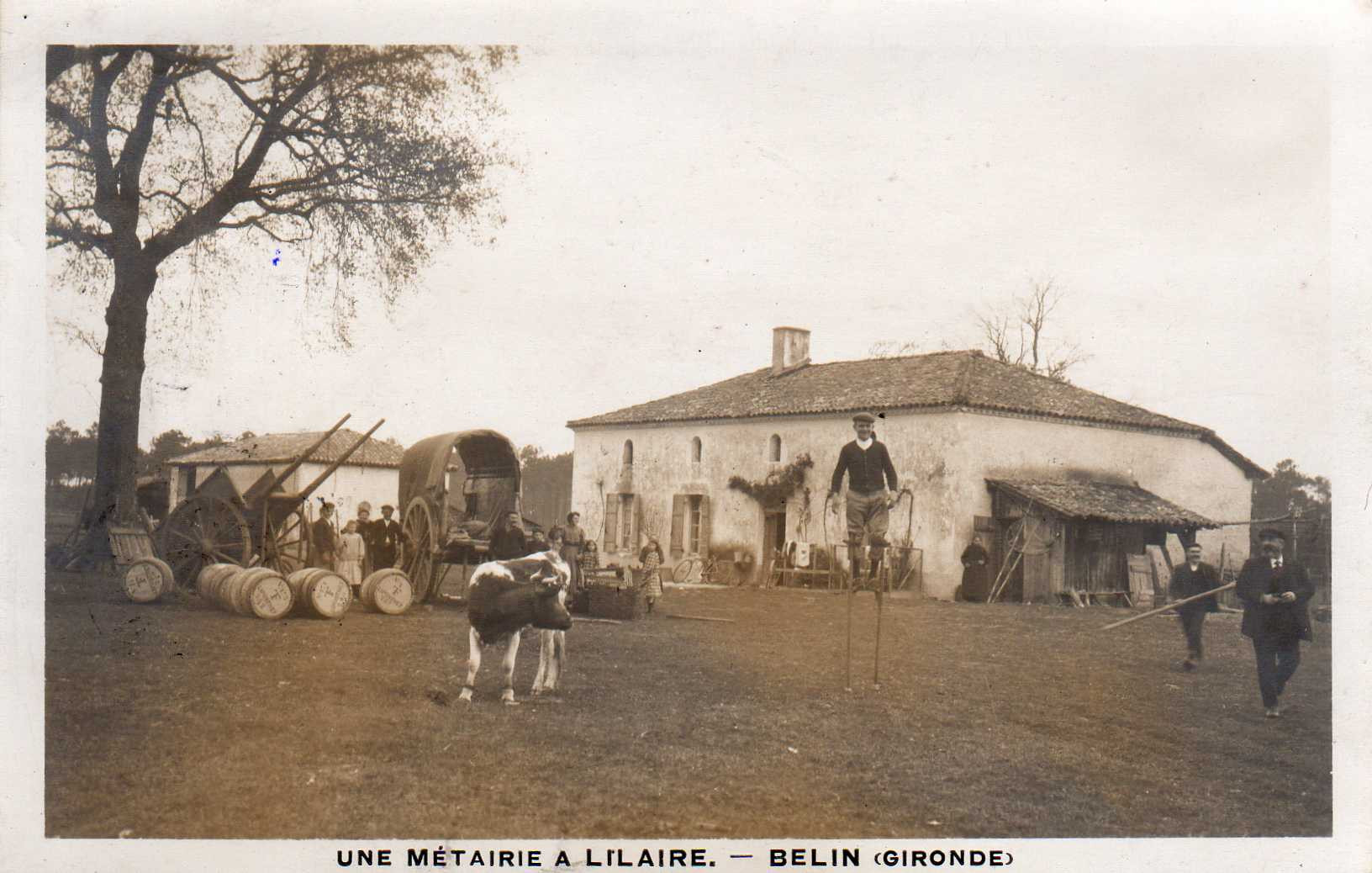Entre cerfs et chevreuils