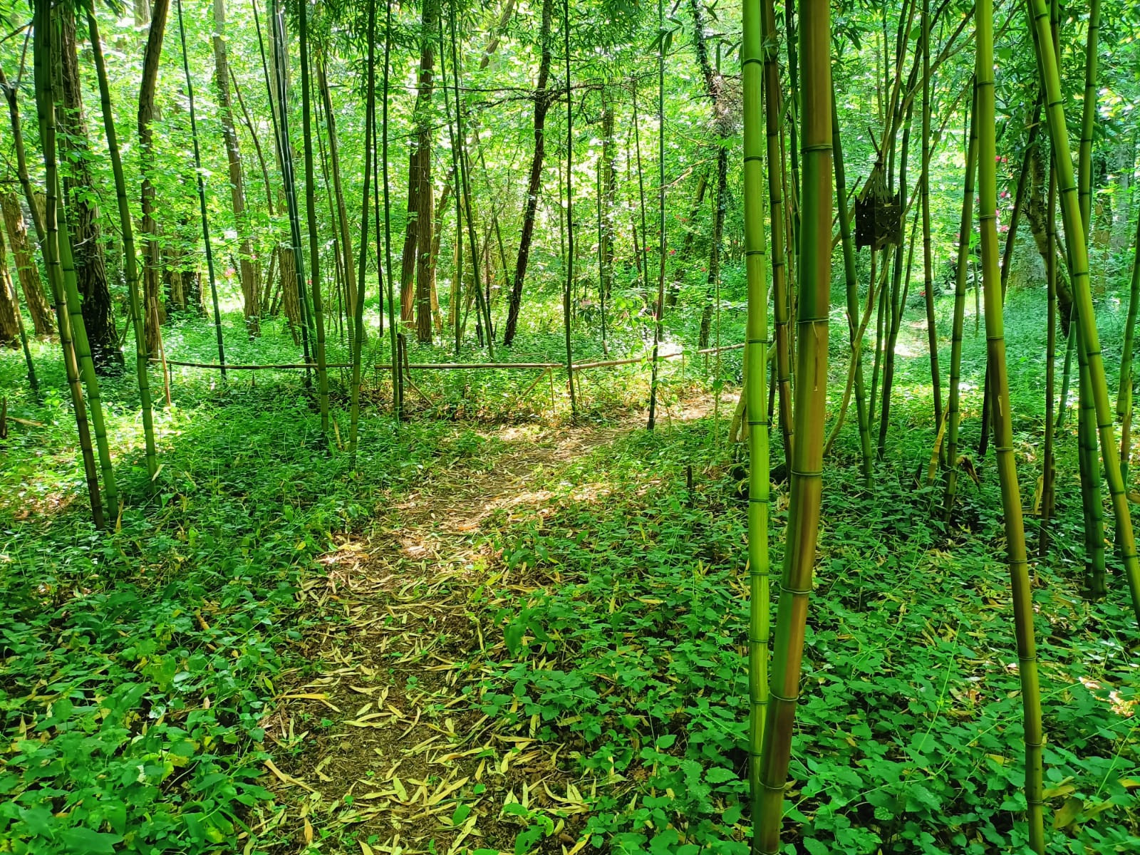GreenGo La roulotte de la forêt