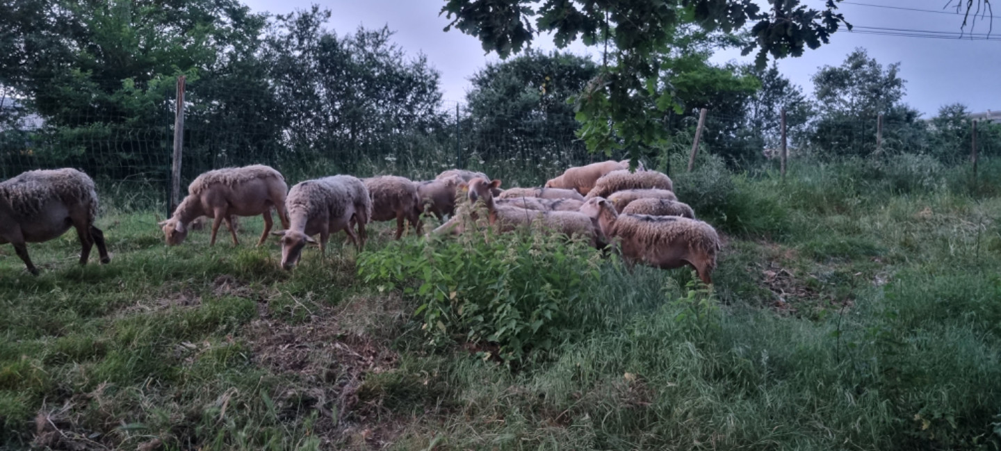 GreenGo La ferme d'Odette