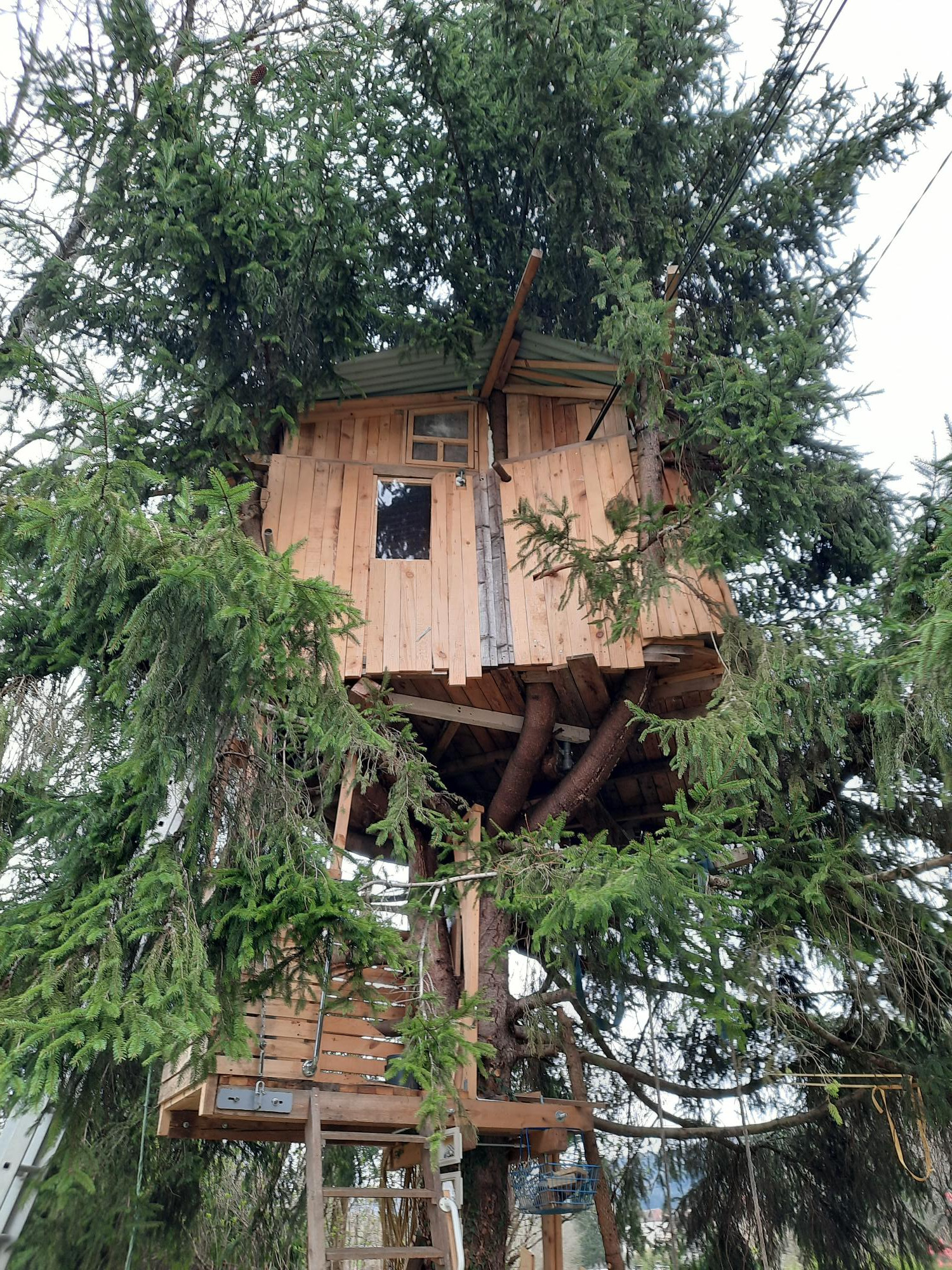 Hôte GreenGo: Cabane au centre du sapin
