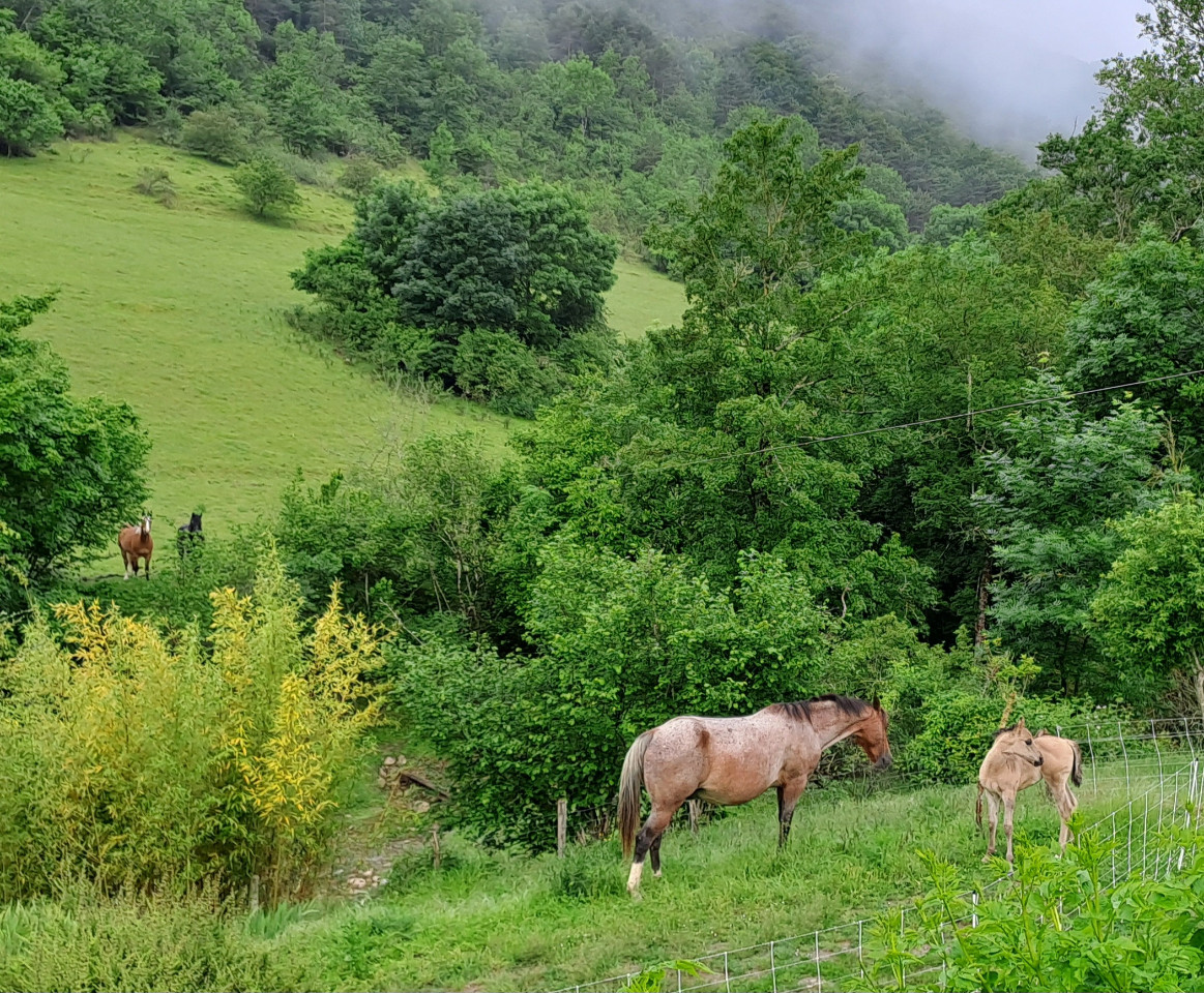 Location Aude À la ferme