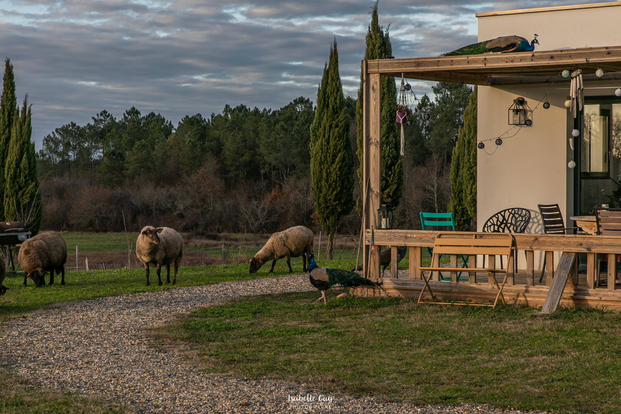 Logement GreenGo: Ecolodge "Violette" du domaine de la baleine bleue