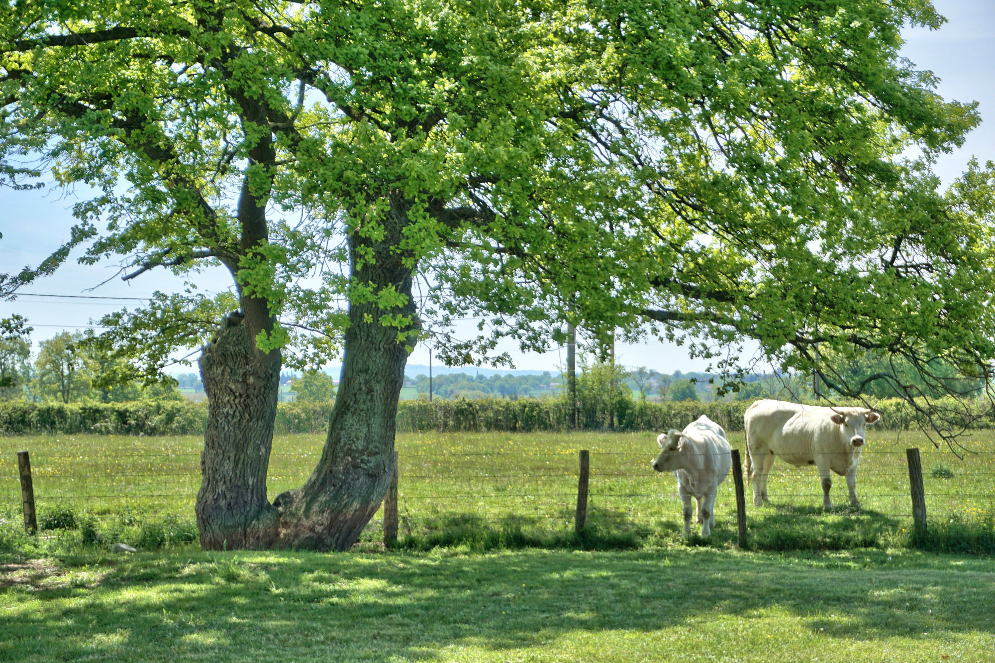 GreenGo Gîte Auvergne-Rhône-Alpes Gîte de groupe