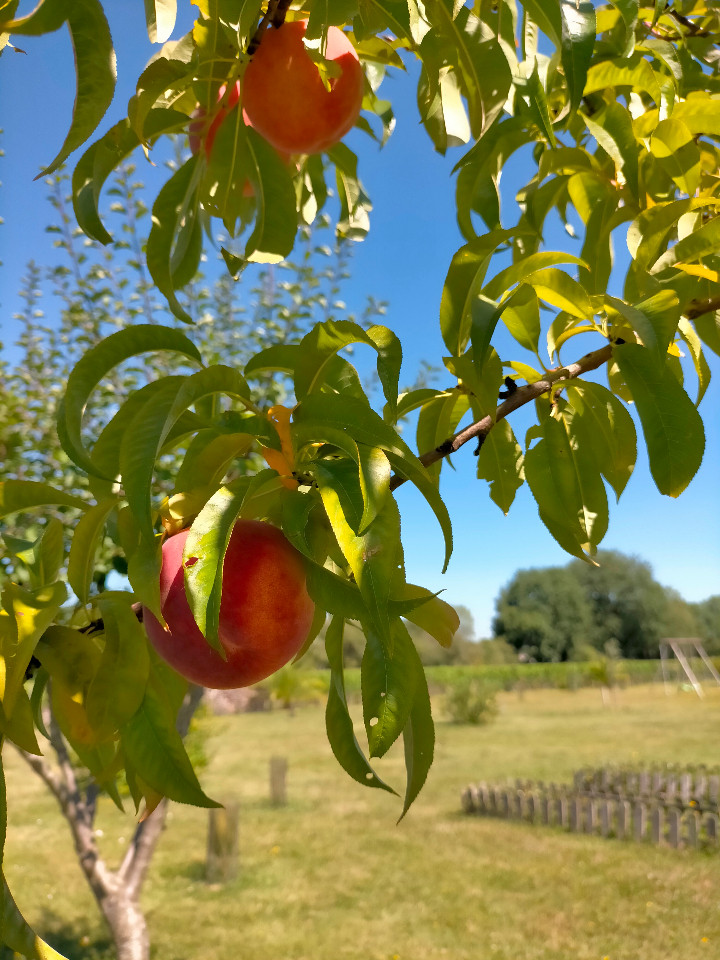 Gironde À la campagne