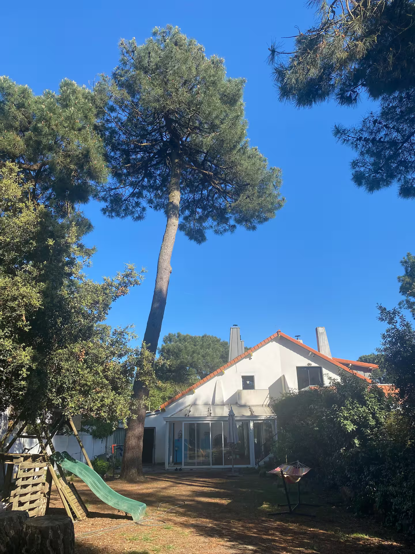 L’arbre à soie