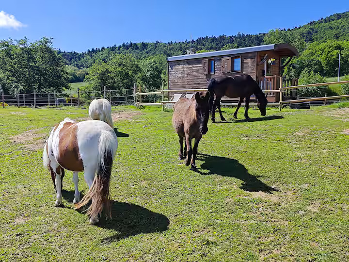 Hôte GreenGo: Roulotte en Ardèche verte