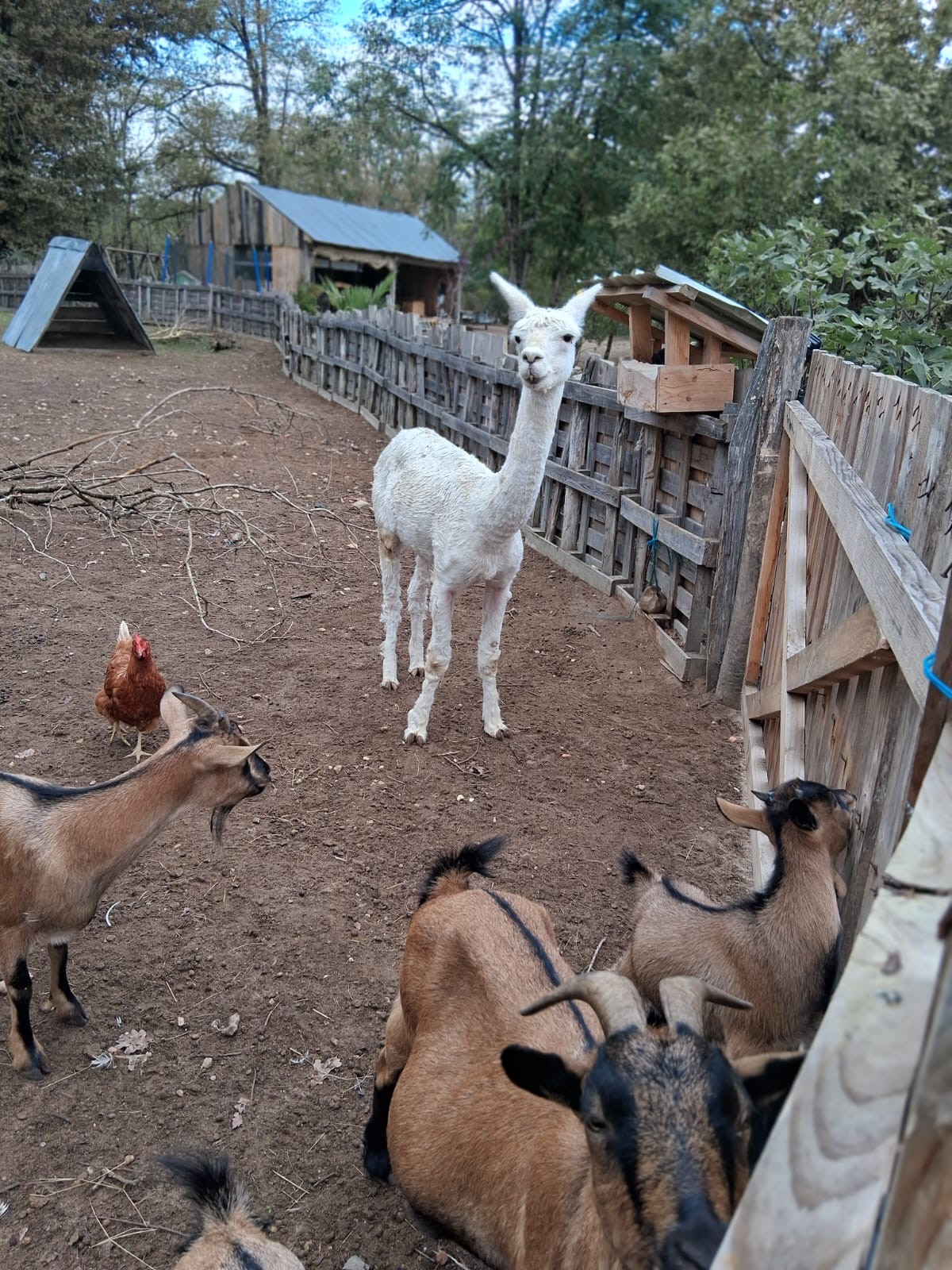Cabane à la ferme