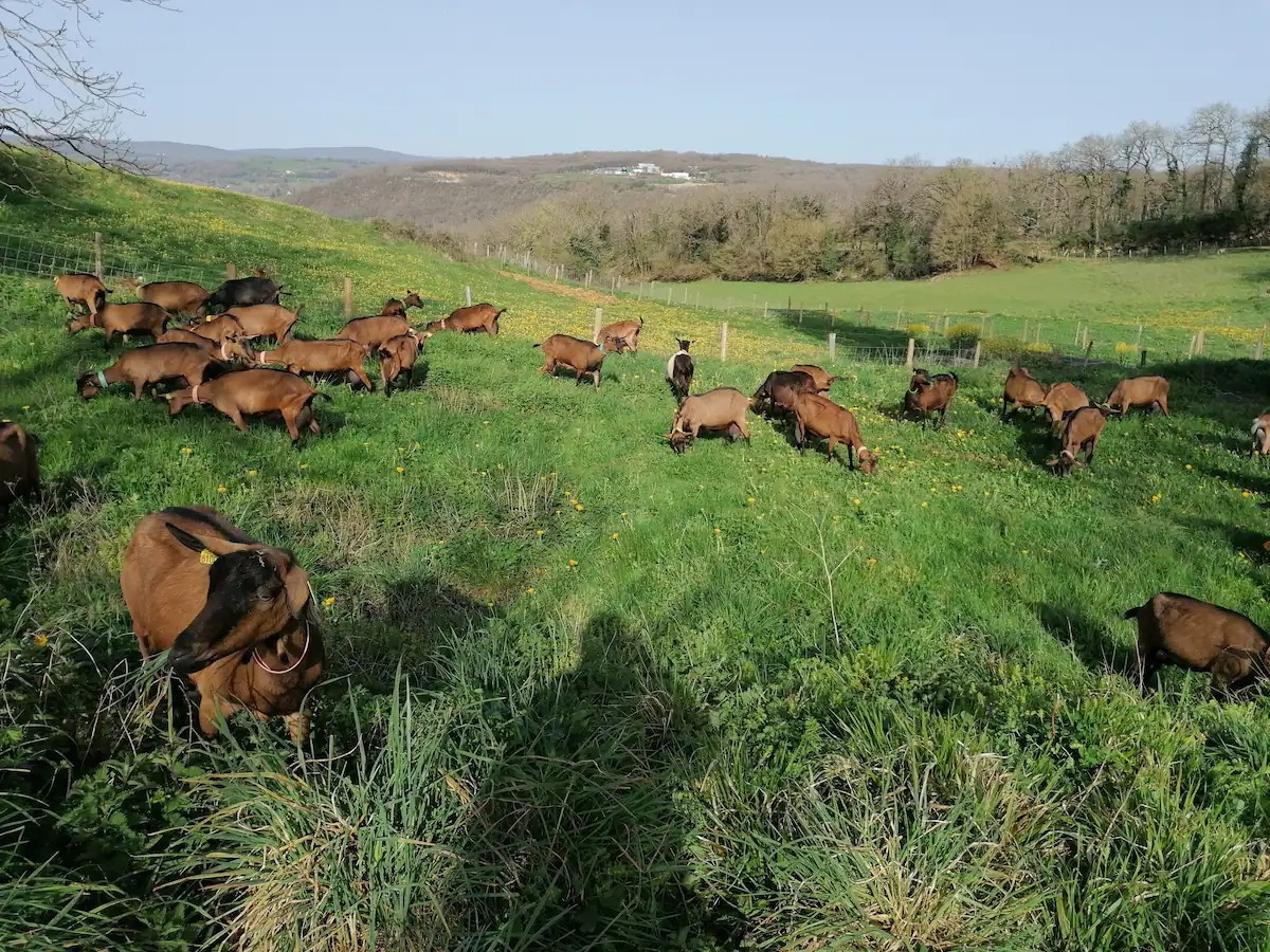 Lot À la campagne