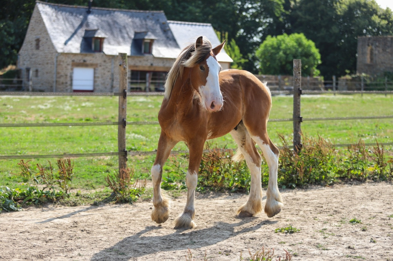 GreenGo Gîte la Mancelliere