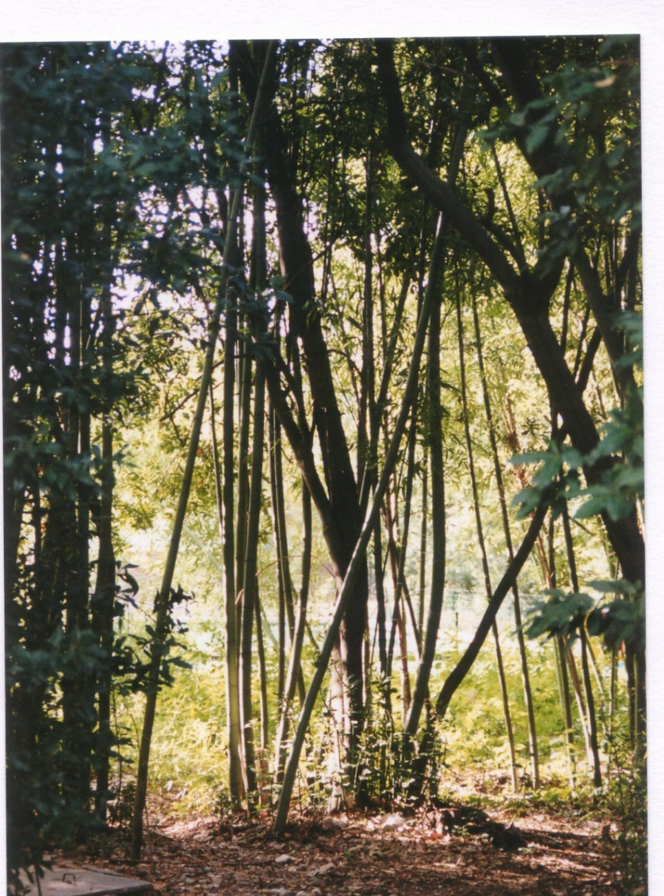 GreenGo Campagne St Jean-Baptiste