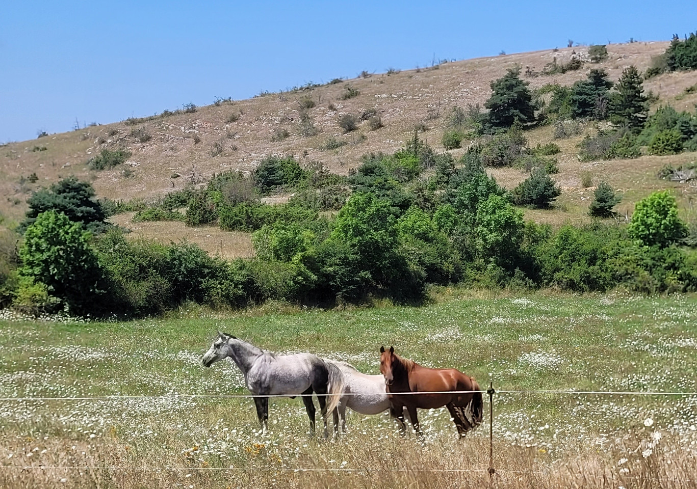 Lozère Sportif