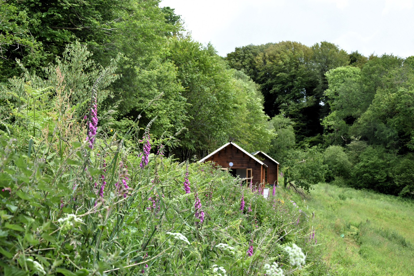  Finistère En forêt