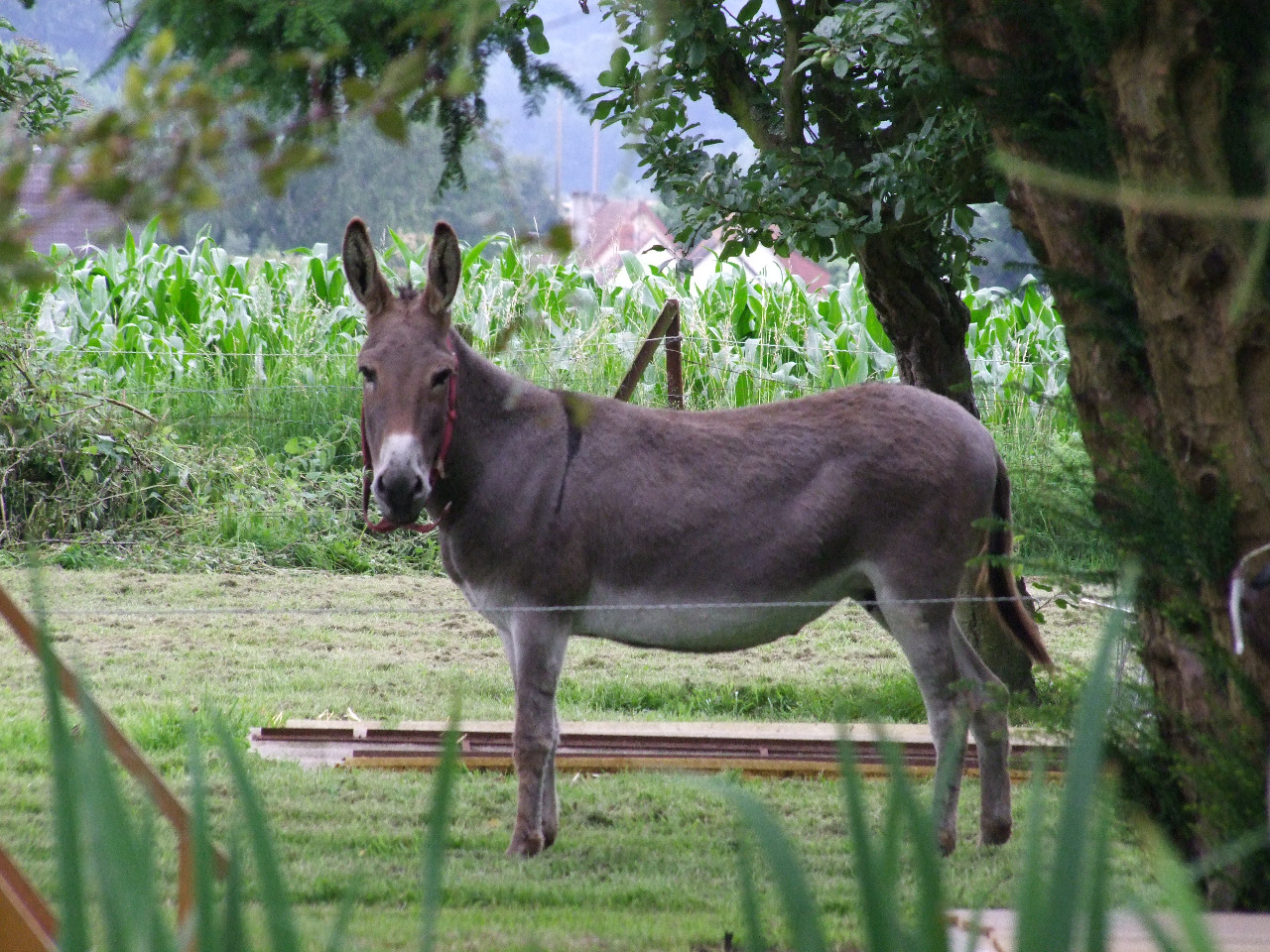 GreenGo location vacances écoresponsables