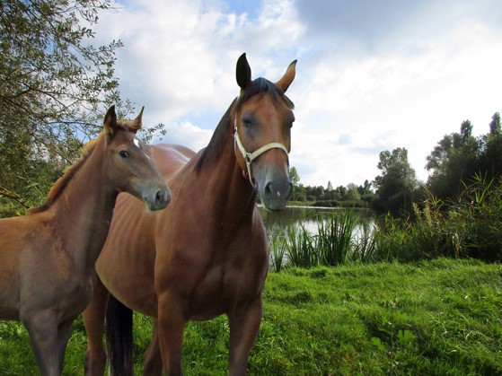 Logement GreenGo: Espace Nature Proche du Parc des oiseaux