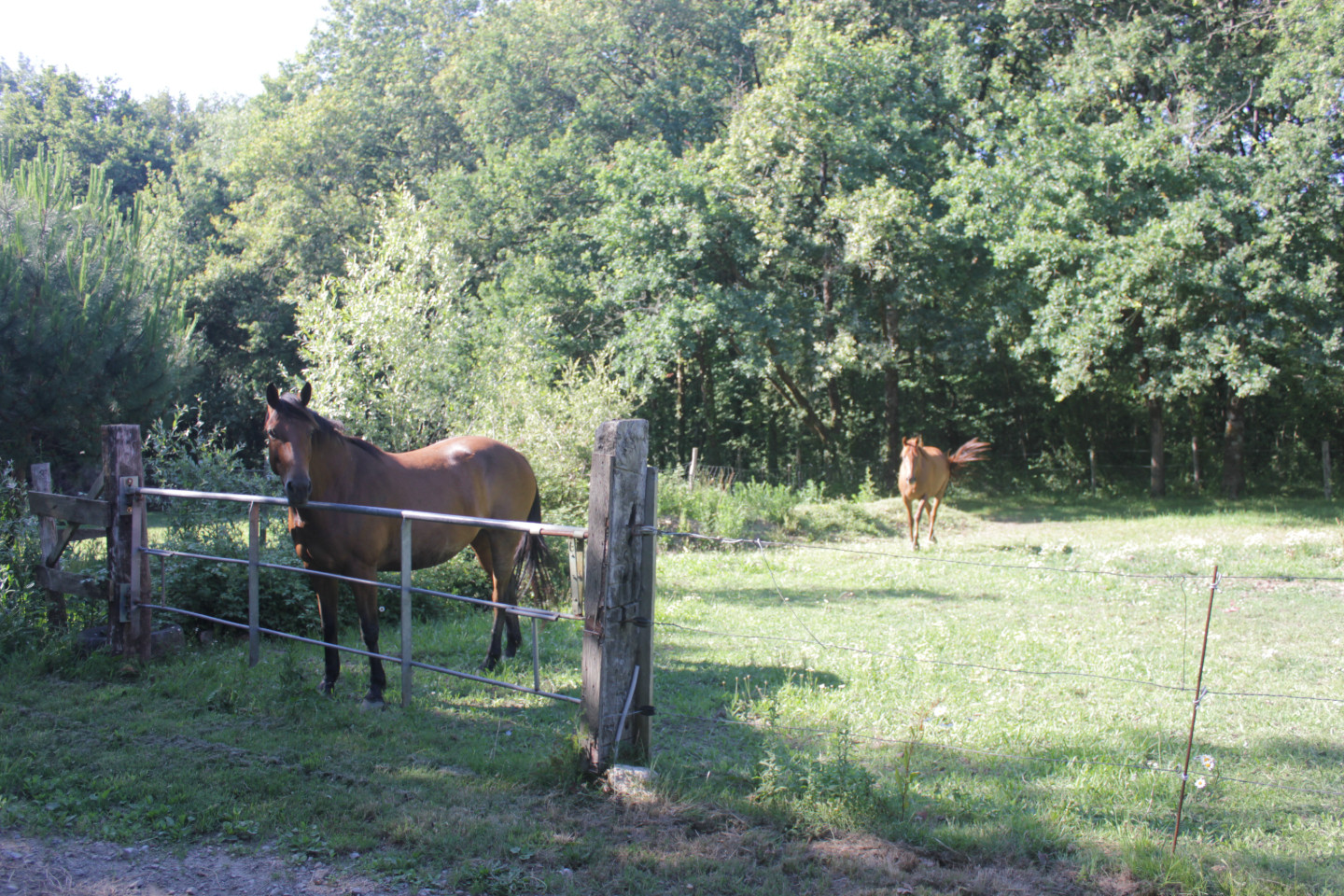GreenGo Chambre chez l’habitant Pays de la Loire À la campagne