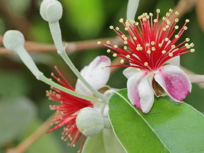 GreenGo Feijoa