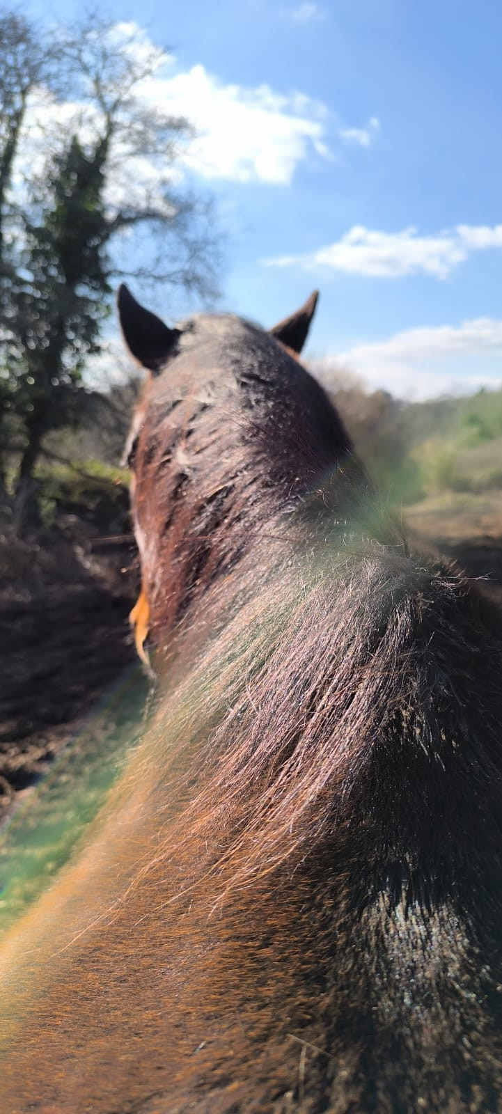 Hôte GreenGo: Al'O Cheval
