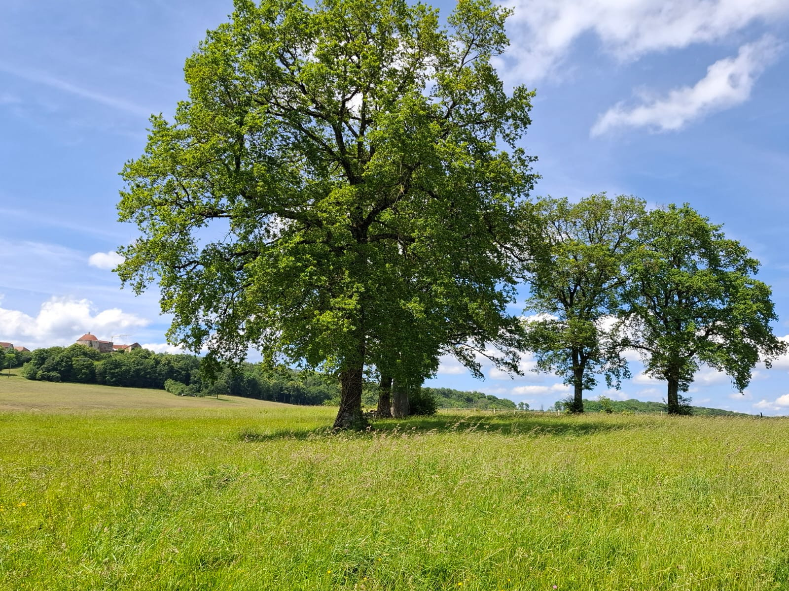 GreenGo Sous les Chênes, chambres et table d'hôtes