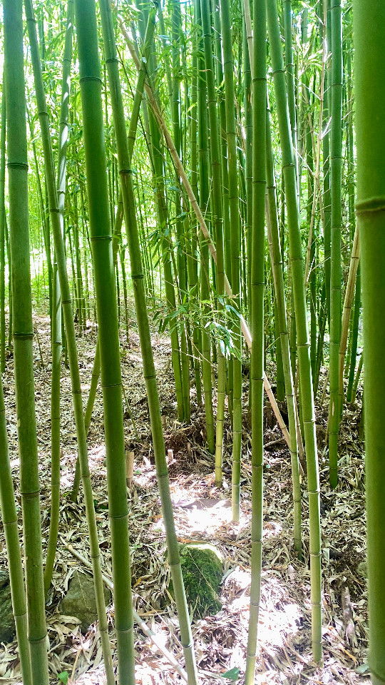 GreenGo location vacances écoresponsables