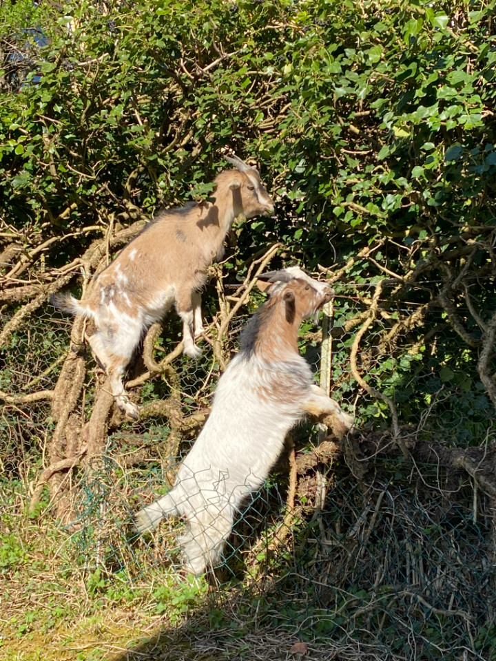 Hôte GreenGo: Les biquettes à Vittel