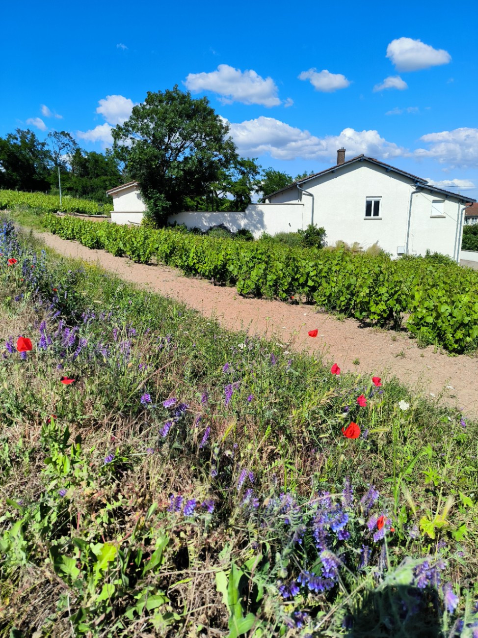 Gîte Envol et Vigne
