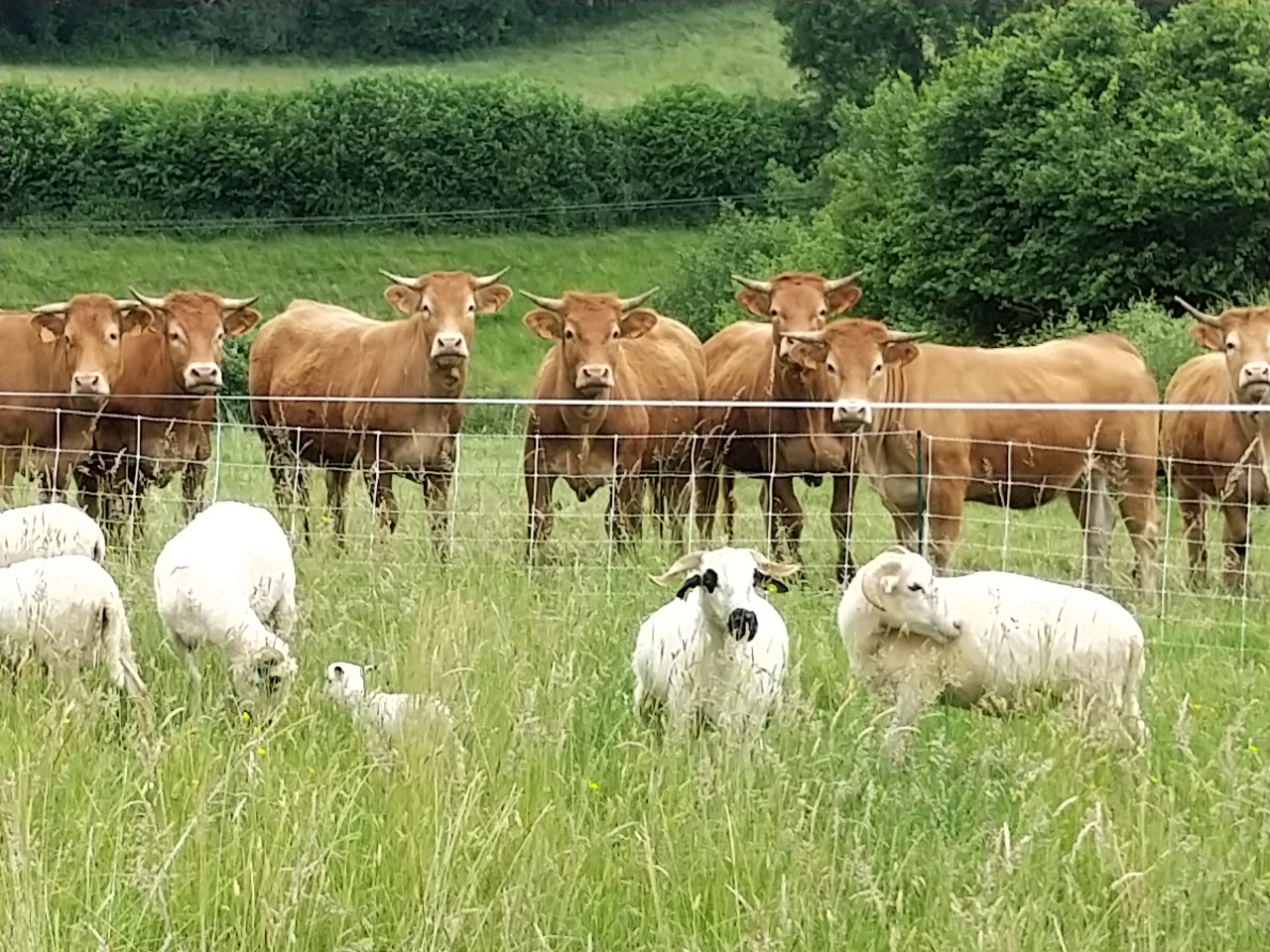GreenGo Ferme de Haut Laucournet