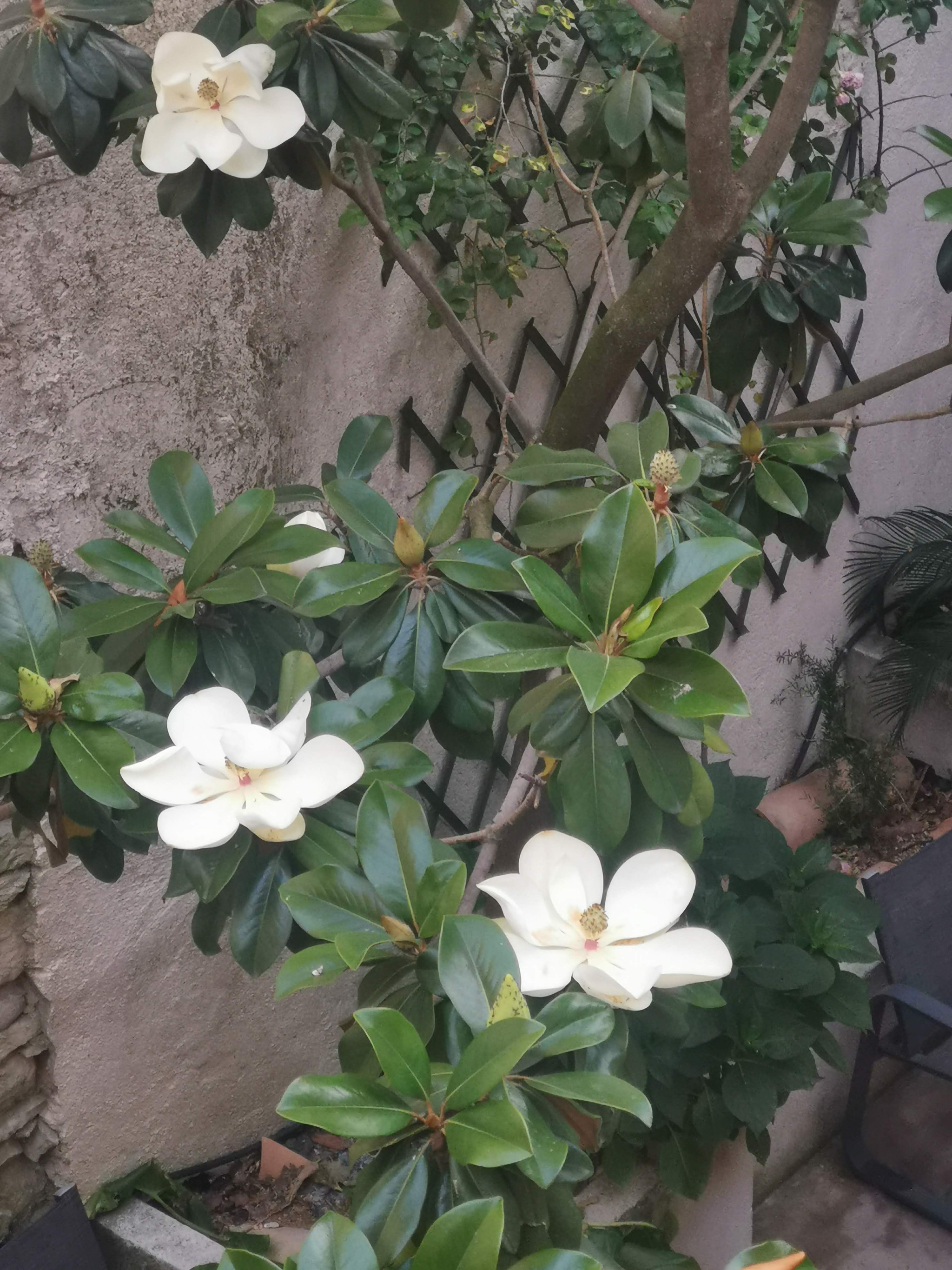 Studio Magnolia