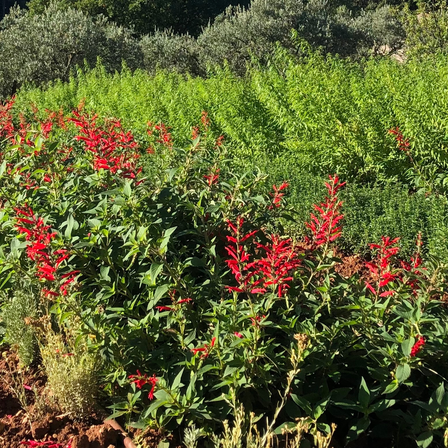GreenGo Chambre avec vue en Provence