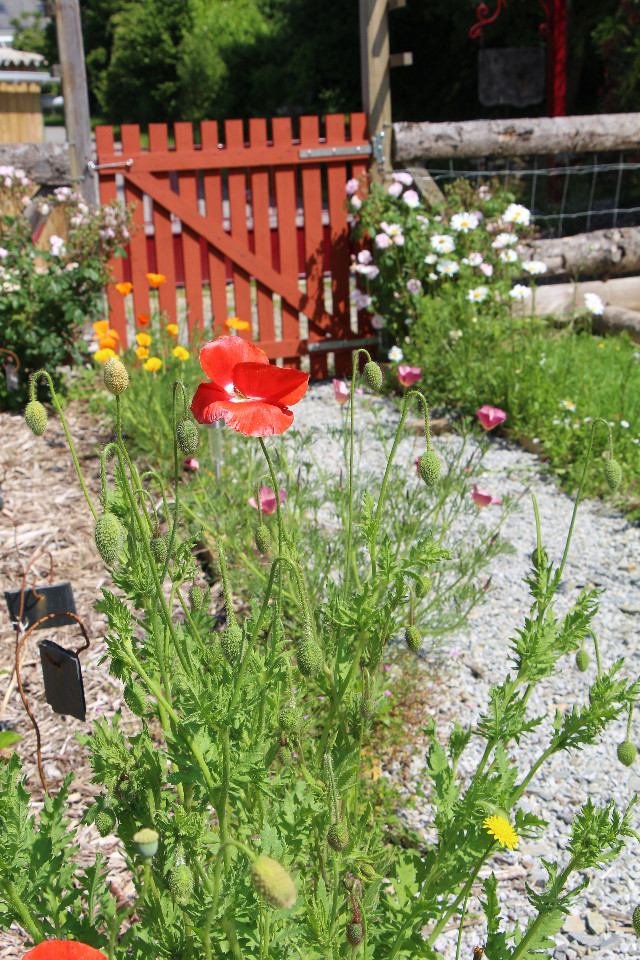 Logement GreenGo: O'Ty'Zoiseaux