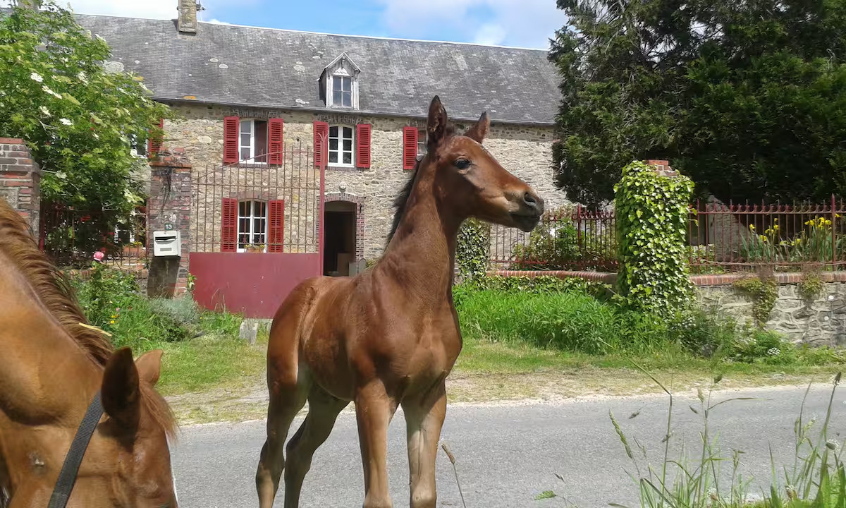Logement GreenGo: Loft au Haras Elmy
