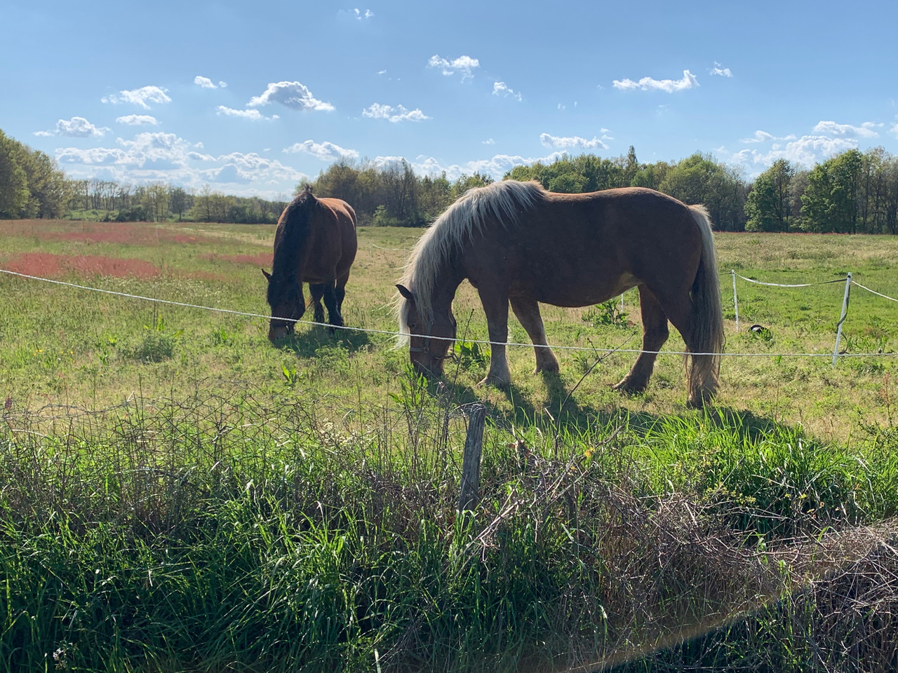 GreenGo Gite les 3 Tilleuls: animaux et chevaux acceptés